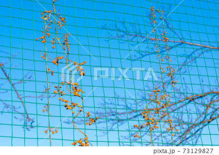 枯れた草の実が絡まるグラウンドのフェンス 73129827