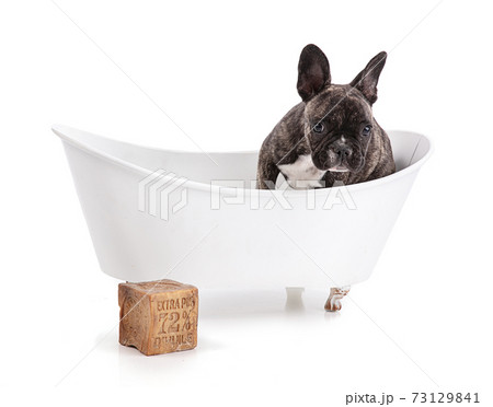 French bulldog puppy in bathtub with a soap "Extra pur 72% d'huile" French bulldog puppy in bathtub with a soap "Extra pur 72% d'huile" 73129841