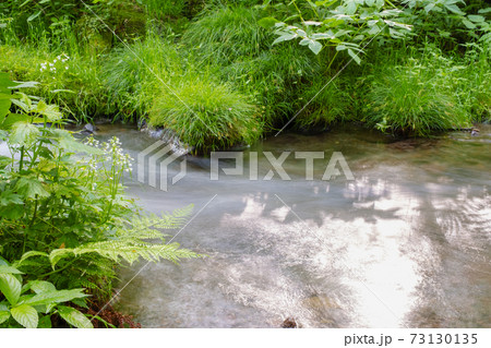 新緑と清流のイメージ（大山木谷沢渓流） 73130135