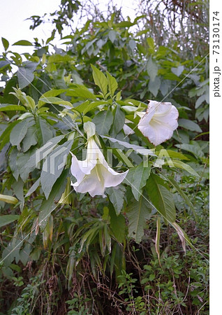 ダチュラの花の写真素材