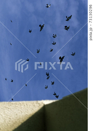 CYPRUS LARNAKA BIRDS CYPRUS LARNAKA BIRDS 73130296