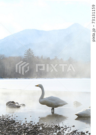 北海道 屈斜路湖の白鳥 北海道 屈斜路湖の白鳥 73131159