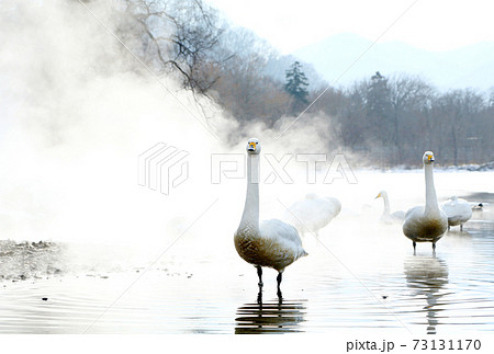 北海道　屈斜路湖の白鳥 73131170