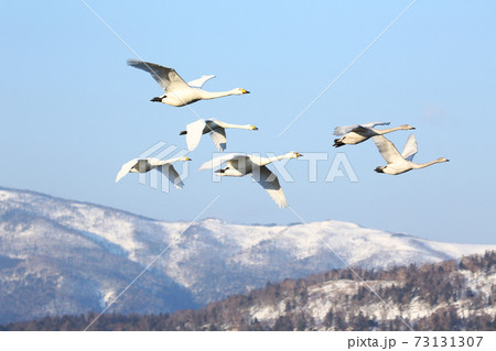 屈斜路湖の白鳥	 73131307