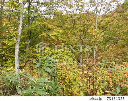 国道115号線　福島県耶麻郡猪苗代町　紅葉　9月 73131323