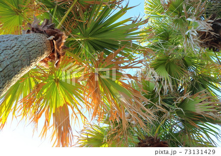 宮崎県青島　ビロウ樹 73131429