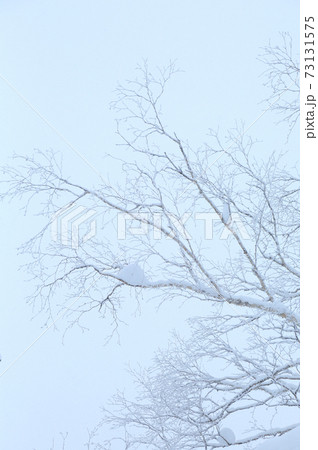 冬の森 冬の森 73131575