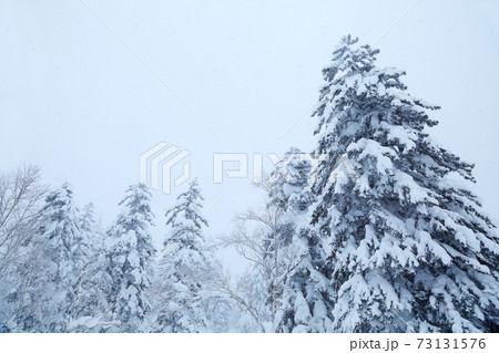 冬のエゾマツ林 73131576