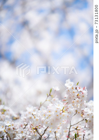 桜　ソメイヨシノ　春の桜 73131800