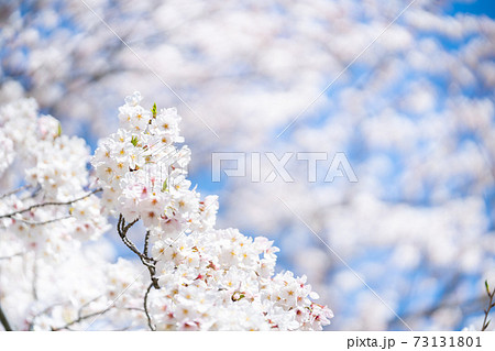 桜　ソメイヨシノ　春の桜 73131801