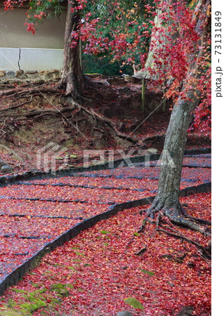 奈良公園の紅葉 73131849