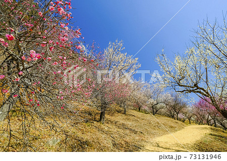 宝登山の紅白梅林 73131946
