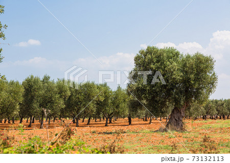 イタリア オストゥーニの郊外 イタリア オストゥーニの郊外 73132113