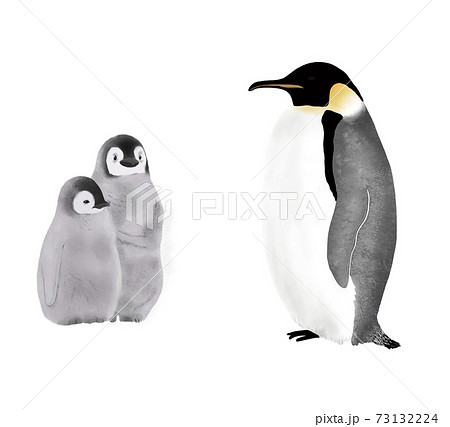 コウテイペンギンの親子のイラスト 無背景 のイラスト素材
