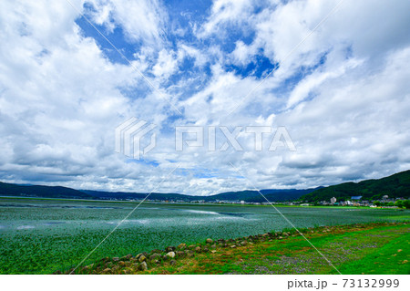 諏訪湖に浮かぶ大量の水草 73132999