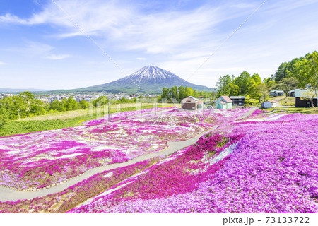羊蹄山とシバザクラ　俱知安町 73133722