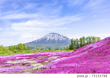 羊蹄山とシバザクラ 倶知安町 羊蹄山とシバザクラ 倶知安町 73133788