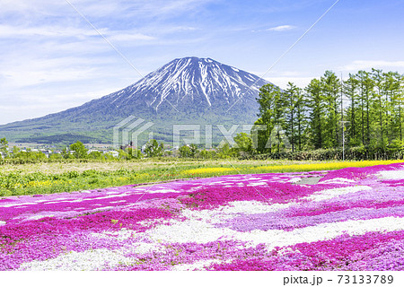 羊蹄山とシバザクラ 倶知安町 羊蹄山とシバザクラ 倶知安町 73133789