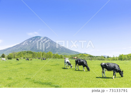 羊蹄山と牧場　ニセコ町 73133791