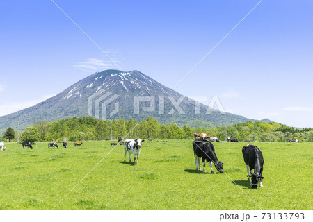 羊蹄山と牧場　ニセコ町 73133793