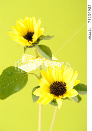 ミニひまわりの切り花 73134982