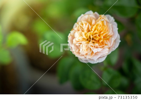 Roses in the garden Roses in the garden 73135350
