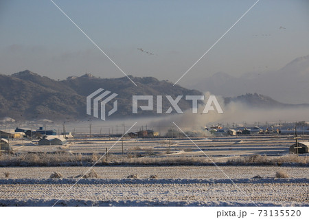 冬 鳥 水鳥 73135520