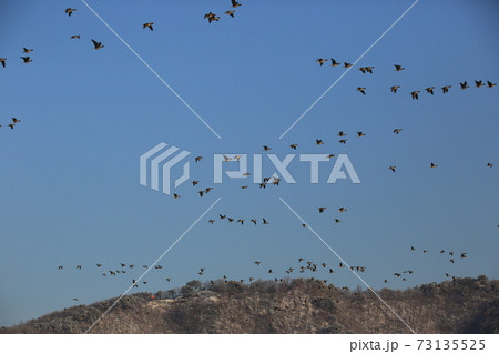 空 鳥 水鳥 73135525