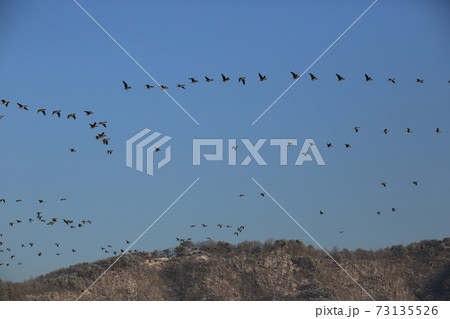 空 鳥 水鳥 73135526
