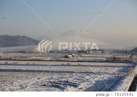 冬 鳥 水鳥 73135541