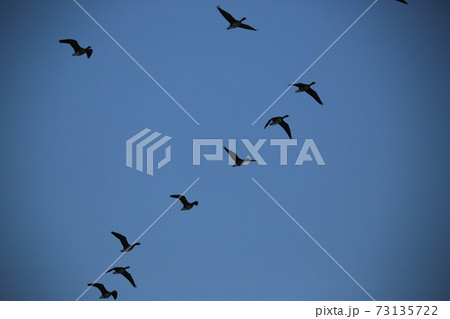鳥 空 ワシ 73135722