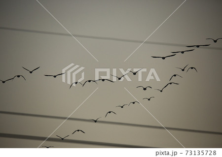 鳥 空 ワシ 73135728