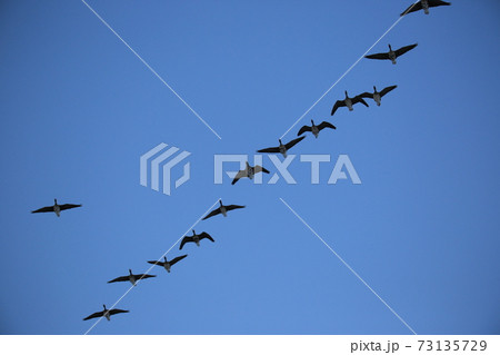 鳥 空 ワシ 73135729