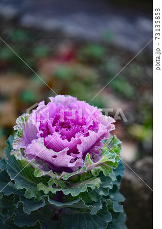 葉牡丹 葉牡丹 73135853