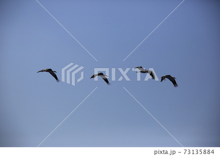 ワシ 空 鳥 73135884