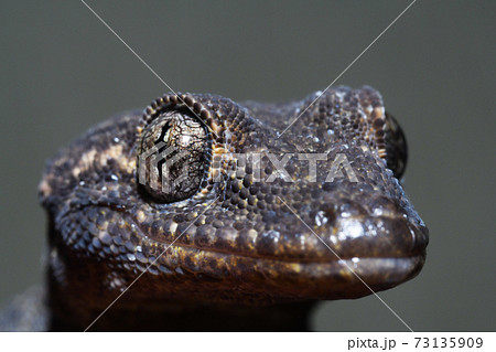 ニホンヤモリの頭部　正面から 73135909