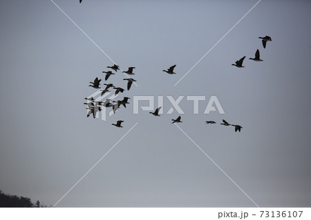 群れ 空 鳥 73136107