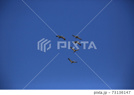 群れ 空 鳥 73136147