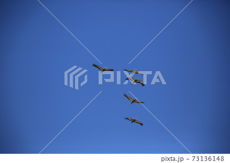 群れ 空 鳥 73136148