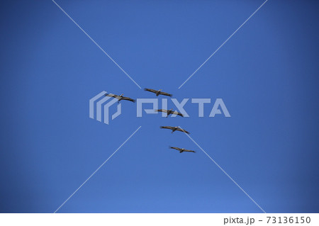 群れ 空 鳥 73136150