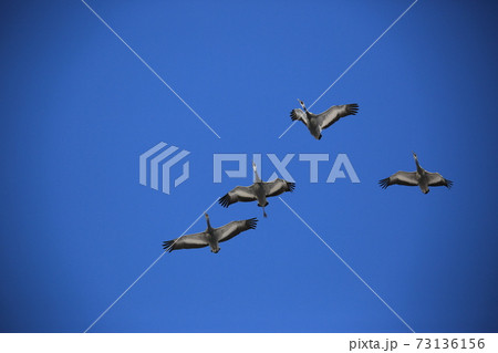 空 鳥 晴れ 73136156