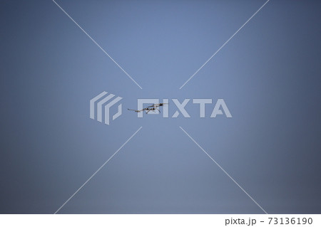 群れ 空 鳥 73136190