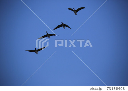 空 鳥 白鳥 73136408