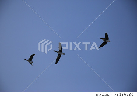 鳥 空 群れ 73136530