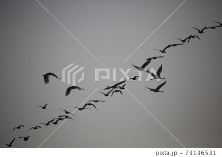 鳥 空 群れ 73136531
