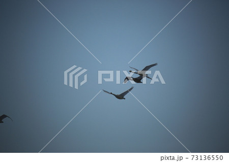 鳥 空 群れ 73136550