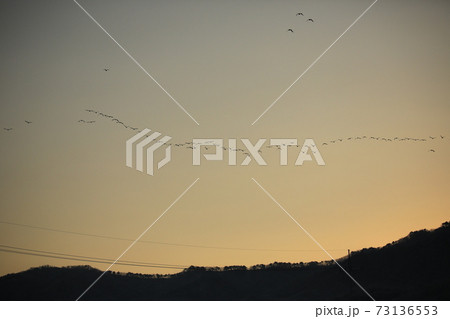鳥 空 群れ 73136553