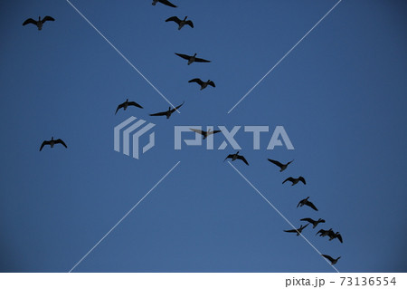 鳥 空 群れ 73136554