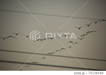 鳥 空 群れ 73136569