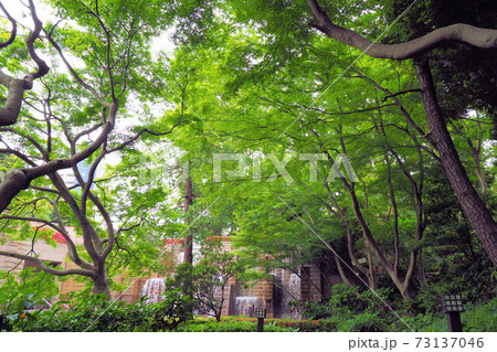 御殿山庭園 新緑 御殿山庭園 新緑 73137046
